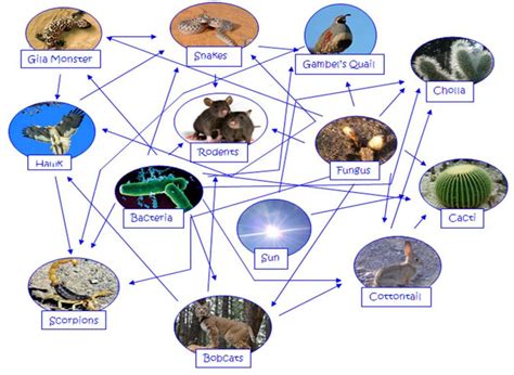 Actually, in many cases the food chains of the ecosystem overlap and interconnect, forming what ecologists call a food web. Desert Food Chain Picture : Biological Science Picture ...