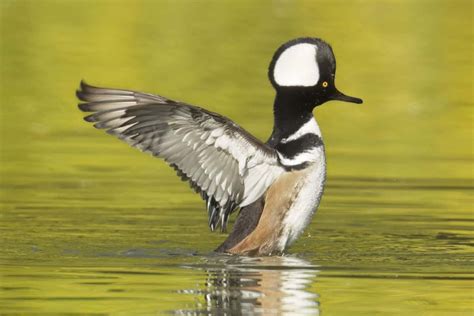 Hooded Merganser Identification And Behaviors Know Your Chickens