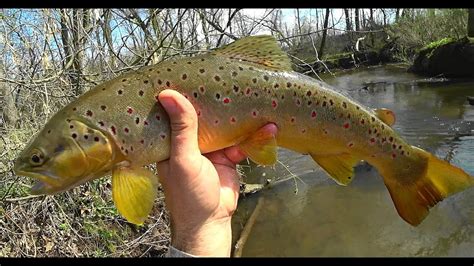 Wisconsin Trout Fishing 4262020 Am Youtube