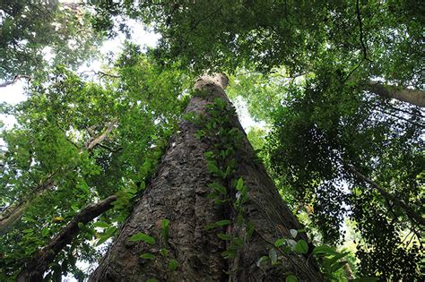 10 Interesting Facts About Forests And Trees In Africa Asec Sldi News