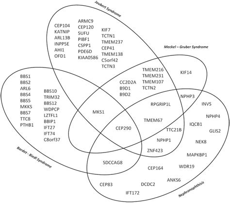Venn Diagram Illustrating The Major Genetic And Phenotypic Overlap In