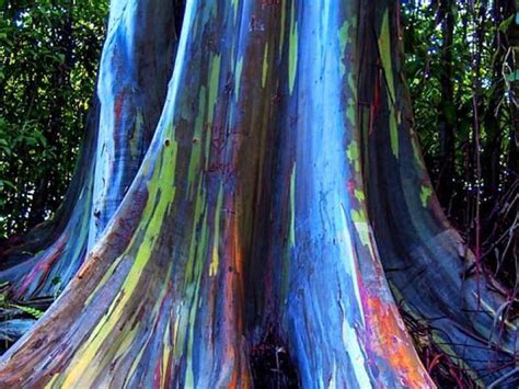 Rainbow Tree Seedlings Rainbow Eucalyptus Tree Fast