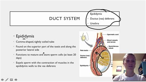 Male Duct System YouTube