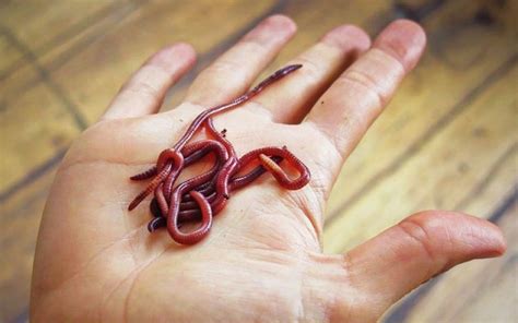 Trash Eating Red Worms To Keep You Green The Times Of Israel