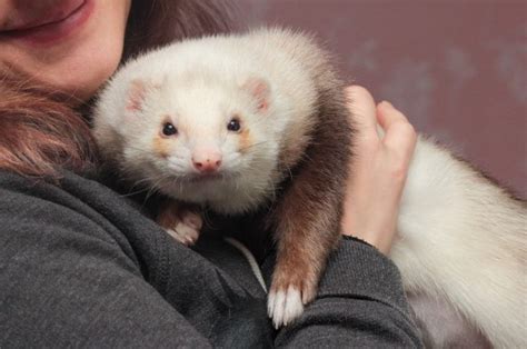 How To Hold A Ferret Correctly With Pictures And Video Pet Keen