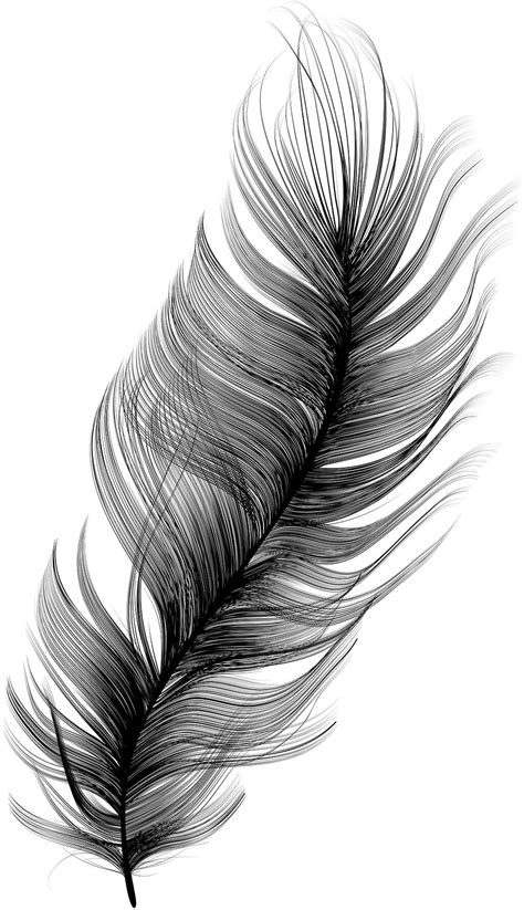 Vector Feather By Designer And Artist Maria Montes