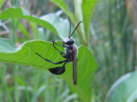 The acidic liquid dries out their exoskeleton and drives them out of their nest. Get Rid of Ground Digger Wasps (Cicada Killers) from Your ...