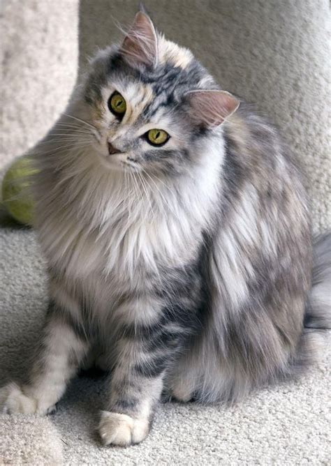 Pretty Dilute Calico Longhair Pretty Cats Beautiful Cats Kittens