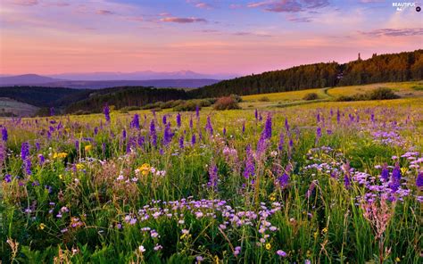 Mountains Woods Color Flowers Meadow Beautiful Views