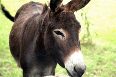 Eeyore is a stuffed donkey who is always depressed, gloomy, or sad. Unlucky Eeyore | On 4th July 2008 Eeyore the donkey was ...