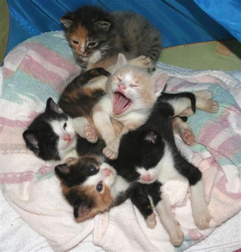 ボード Foster Kitties のピン