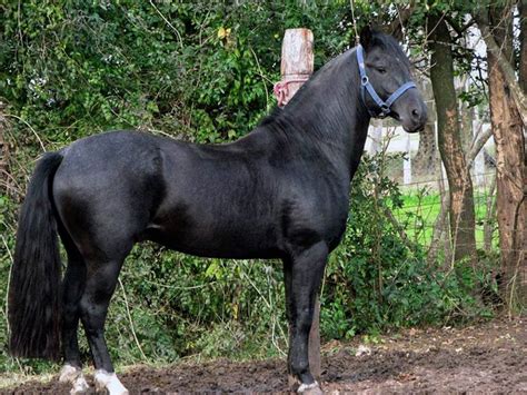 Oscuro Rabicano | Horses, Shades of black, Palomino