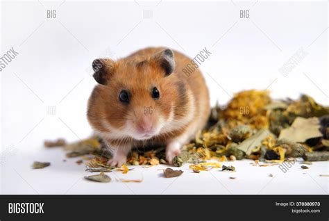 Orange Syrian Hamster Image And Photo Free Trial Bigstock