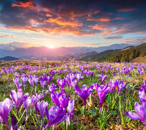 Colorful Spring Sunrise With Field Of Blossom Of Crocuses In Mountains