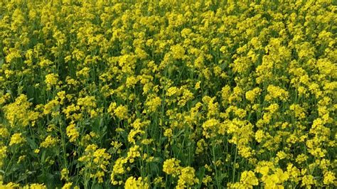 Field Crops With Yellow Flowers Youtube