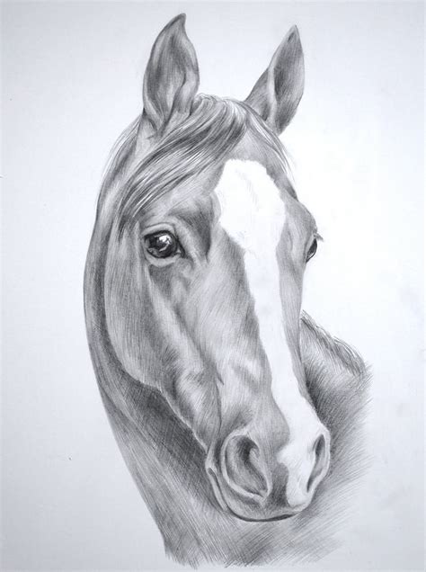 Pin By True Designs On My First Lovehorses Horse Drawings Horse