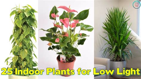 Indoor Plants For Low Light Youtube