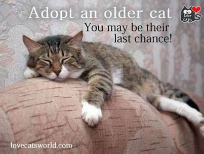 An older cat would be like having a full grown stranger come live with you, there will likely be things you love and things you find intolerable about its behaviour/personality. Adopt an older cat. | Animal Musings | Pinterest | Cats