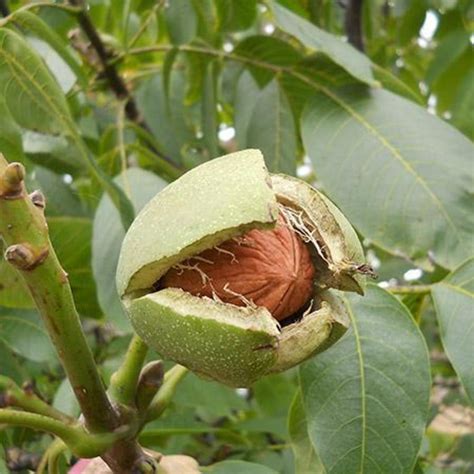 Your Only Guide To The Best Perrenial Fruit And Nut Trees Hubpages