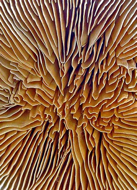 32 Intriguing Examples Of Fungi Photography By Warren Krupsaw Natural