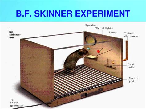 Experimento De Skinner