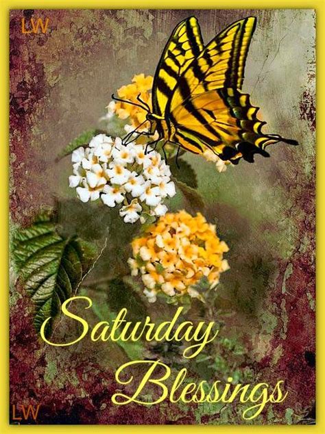 Beautiful Butterfly Saturday Blessings Pictures Photos And Images For