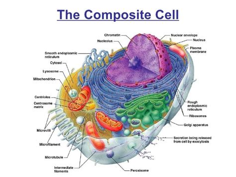 Anatomy Of The Composite Cell Diagram Quizlet