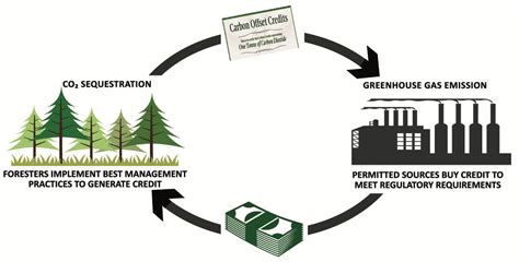 Forestry Carbon Credits What Are They And What Are Their Impacts