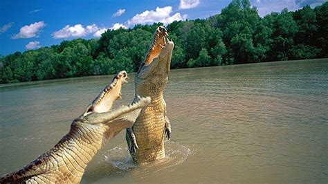 Alligator And Crocodile Difference What Is The Difference Between A