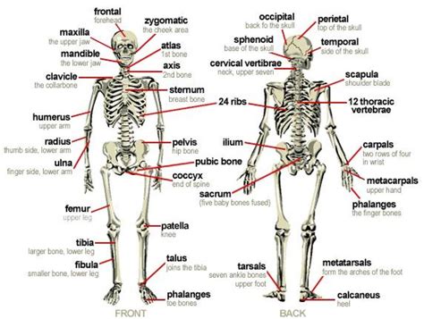 Advertisement the human body is an amazing structure made up of many fascinating parts and s. Major Bones of Body - TUCCI KINESIOLOGY