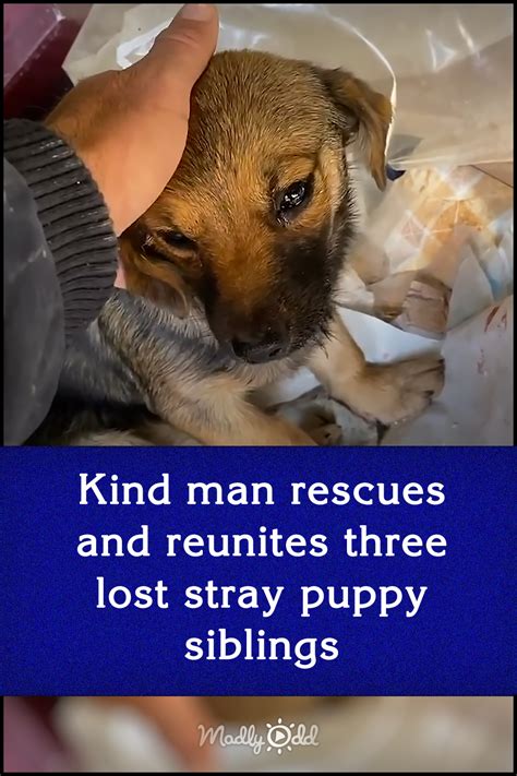 Kind Man Rescues And Reunites Three Lost Stray Puppy Siblings Madly Odd
