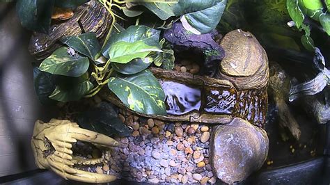 Crested Gecko Time Lapse Feeding 1 Youtube