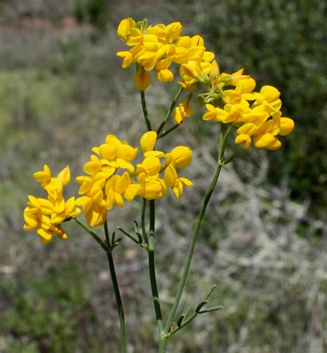 Plantas Beleza E Diversidade Coronilla Juncea