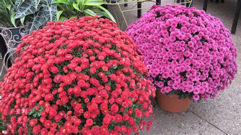 Hardy Mums Are Here Waukesha Floral And Greenhouse