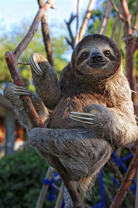Are Sloths Aggressive? (Do They Attack Humans?)