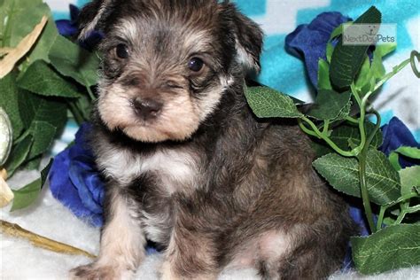 We are a family of dog lovers located in fort collins, colorado. Dezi: Schnauzer, Miniature puppy for sale near Denver, Colorado. | 6189777c-1e31