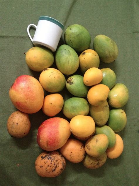 The Adventure Continues Mangoes Or Mangos You Choose