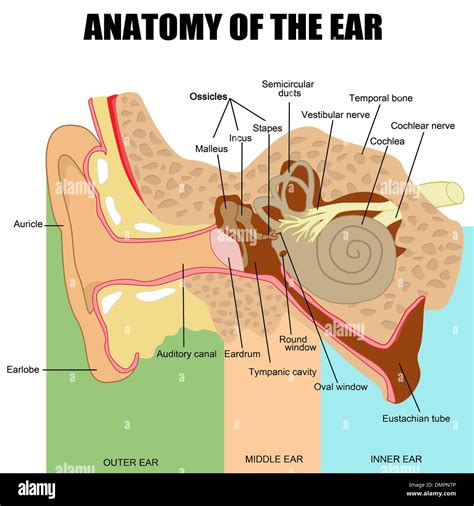 Middle Ear Hi Res Stock Photography And Images Alamy