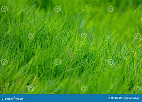 Green Grass For Background Natural Grass Texture Stock Image Image Of Color Closeup 155346349