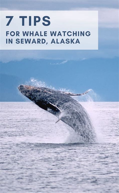 7 Tips For An Amazing Whale Watching Trip Seward Alaska Whale