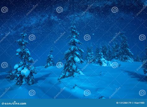 Fir Trees Covered With Snow In A Moon Light Stock Image Image Of