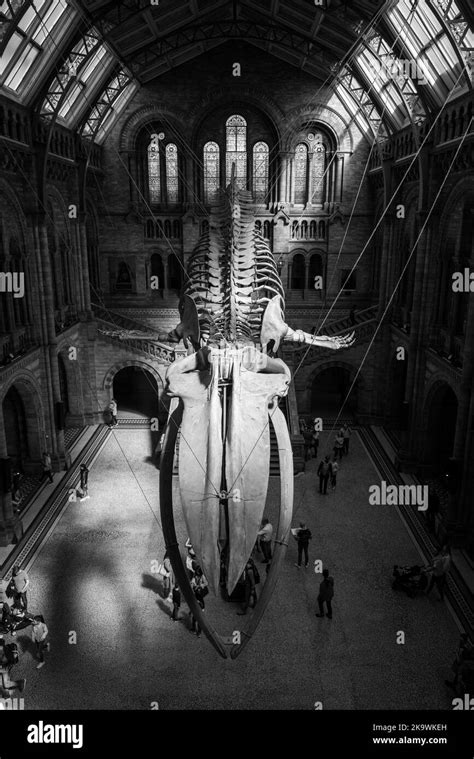 The Famous Natural History Museum In London Stock Photo Alamy