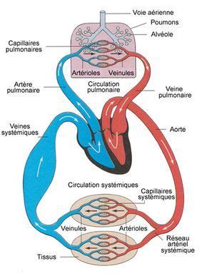 The Structure Of An Organ And Its Major Structures Including Blood Vessels Ventilators Valves