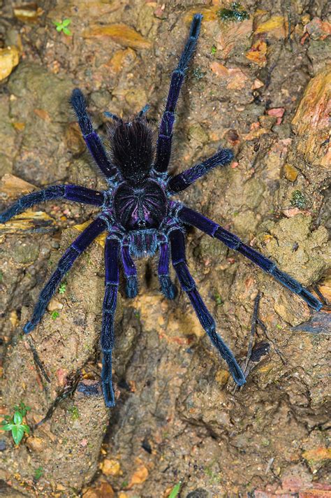 Purple Tarantulas