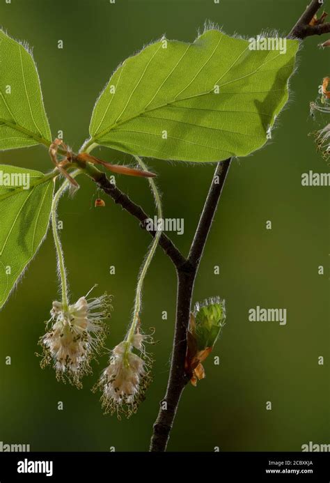 Male Beech Flowers Hi Res Stock Photography And Images Alamy