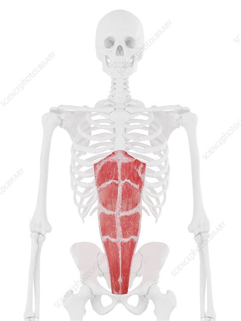 Rectus Abdominis Muscle Illustration Stock Image F0257228
