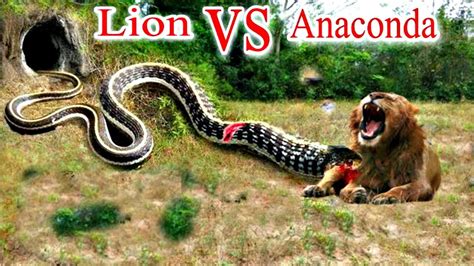 Lion Vs Anaconda Fight Lion Vs Anaconda Who Would Win Lion Vs