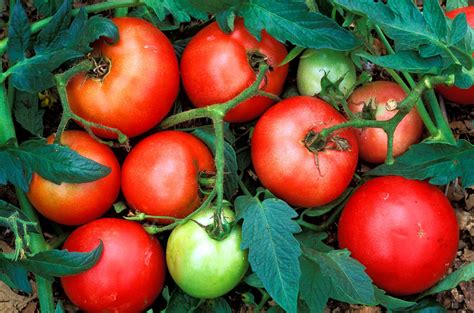 Tomato Cooking Tips And Hints