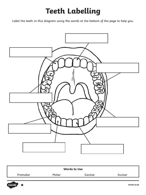Teeth Worksheet For Grade 4