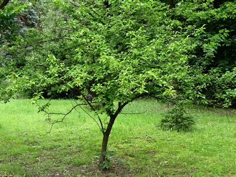 Wild Plum Tree Identification The Home Garden